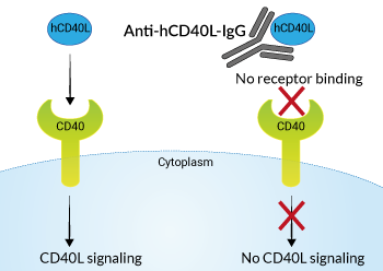 Neutralizing monoclonal antibody against human CD40L