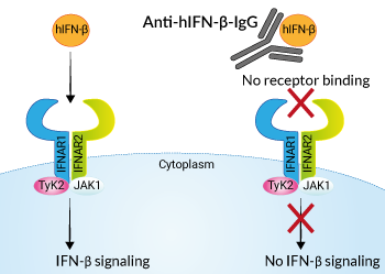 Neutralizing monoclonal antibody against human IFN-β