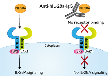 Neutralizing monoclonal antibody against human IL-28A