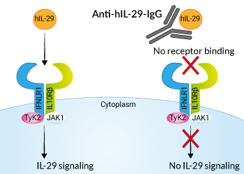 Neutralizing monoclonal antibody against human IL-29