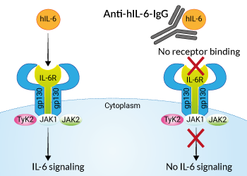 Neutralizing monoclonal antibody against human IL-6