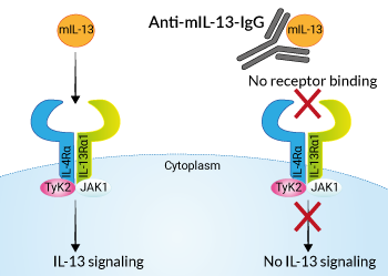 Neutralizing monoclonal antibody against murine IL-13