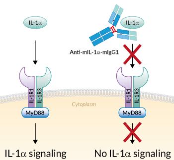 Neutralizing monoclonal antibody against murine IL-1α