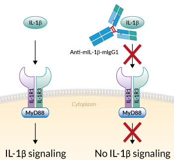 Neutralizing monoclonal antibody against murine IL-13