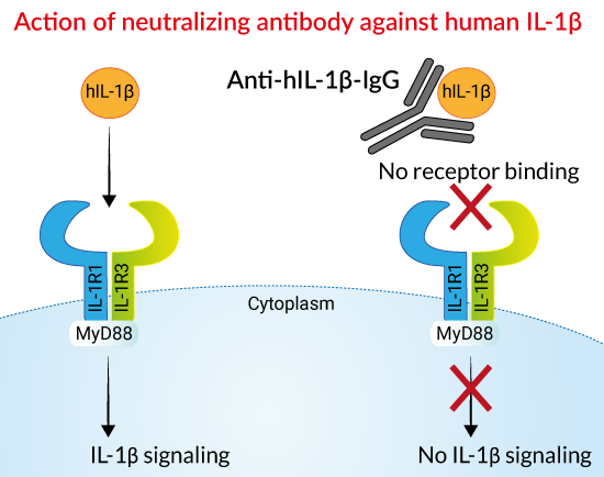 Invitrogen™ ADN Cot-1™ humain