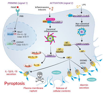 Inflammasome-induced pyroptotic cell death