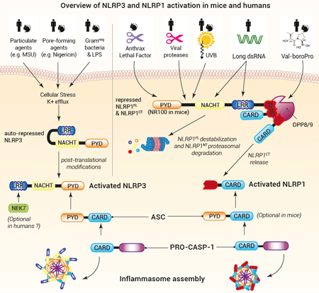 Overview of NLRP3 and NLRP1 activation in mice and humans