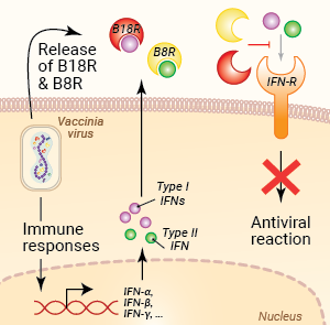 Inhibition of interferon signaling