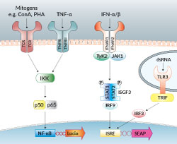 NF-κB and IRF signaling in Jurkat-Dual™ cells