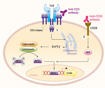 Jurkat-Lucia™ NFAT-CD28 Cells signaling pathway