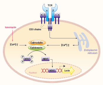 Jurkat-Lucia™ NFAT Cells signaling pathway