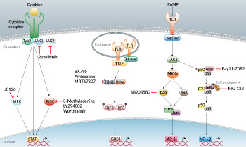 Inhibitors of apical and downstream kinases