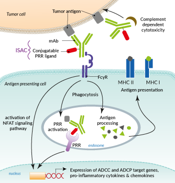 ISAC-mediated immune responses