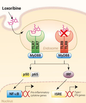 TLR7 activation with Loxoribine