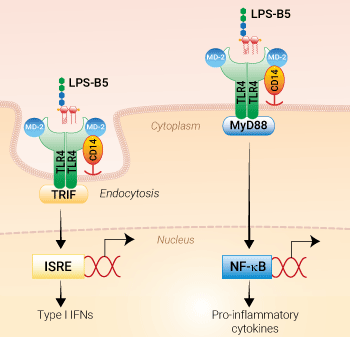 TLR4 activation with LPS-B5