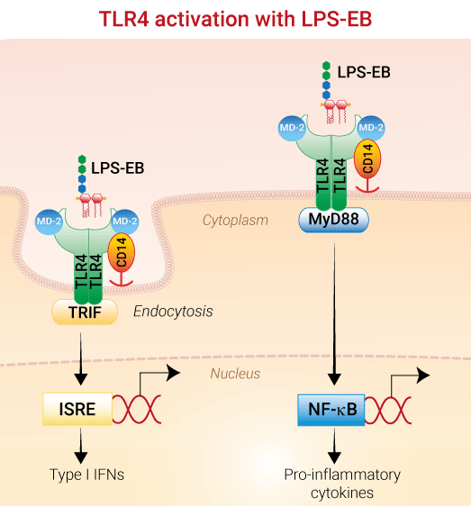 LPS-EB | Lipopolysaccharide from E. 0111:B4 InvivoGen