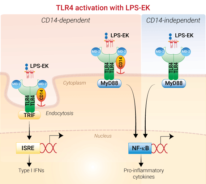 LPS-EK, Lipopolysaccharide from E. coli K12