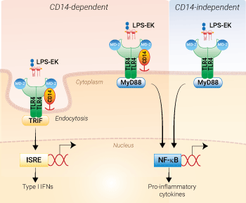 TLR4 activation with LPS-EK