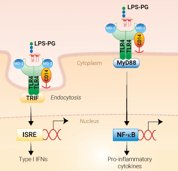 TLR4 activation with LPS-PG