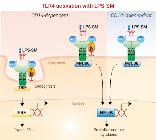 Synes godt om endelse Tilbagetrækning LPS-SM - TLR4 Agonist - Ultrapure lipopolysaccharide from Salmonella  minnesota R595
