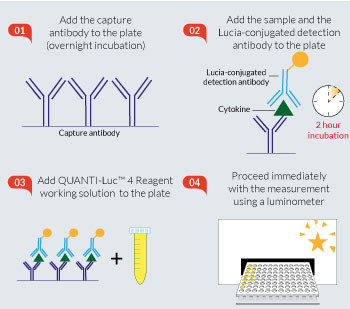 Optimized LumiKine™ Xpress 2.0 protocol