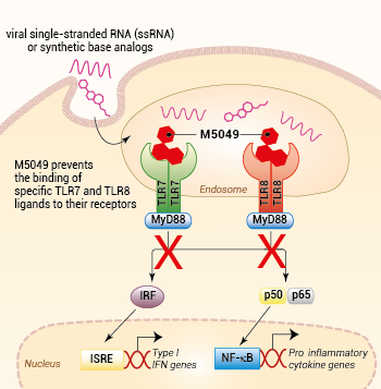 Inhibition of TLR7 and TLR8 signaling by M5049
