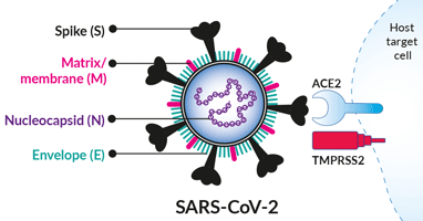 Major molecules in sars-cov-2