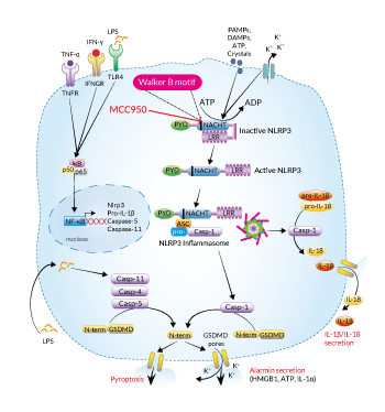 Inhibition of the NLRP3 inflammasome by MCC950
