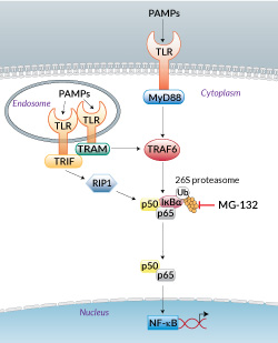 26S proteasome inhibition by MG-132