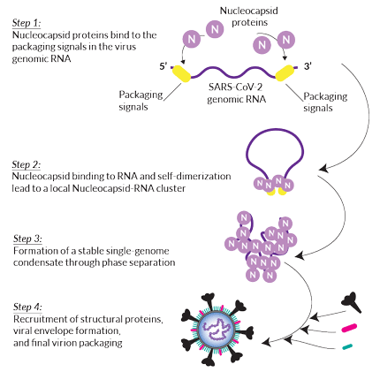 Model for Nucleocapsid-mediated RNA packaging