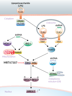 TBK1/IKKε signaling inhibition by MRT67307