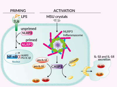 Inflammasome activation with MSU crystals