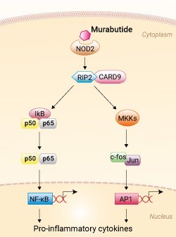 NOD2 activation with Murabutide