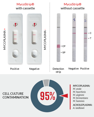 Detect the contamination in cell culture with MycoStrip™- Mycoplasma detection kit