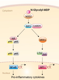 NOD2 activation with N-Glycolyl-MDP