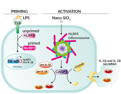 Inflammasome activation with Nano-SiO<sub>2</sub>