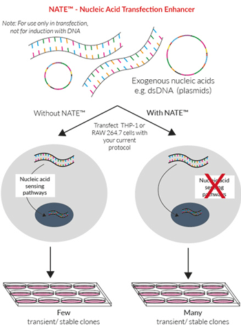 NATE™ - Nucleic Acid Transfection Enhancer