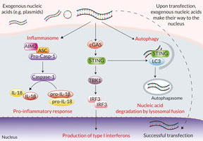 Nucleic acid sensing pathways encountered during transfection