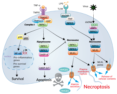 Induction of necroptotic cell death