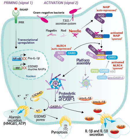 Inflammasome activation with Needle