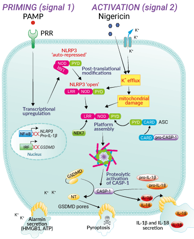 Inflammasome activation with Nigericin