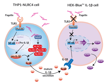 Principle of Flagellin-NLRC4 reporter assay