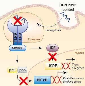 No TLR9 activation with ODN 2395 Control