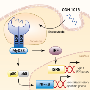 TLR9 activation with ODN 1018