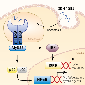 TLR9 activation with ODN 1585