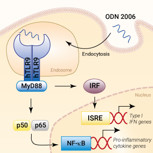 TLR9 activation with ODN 2006