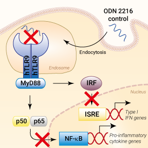 TNo TLR9 activation with ODN 2243 (ODN 2216 Control)