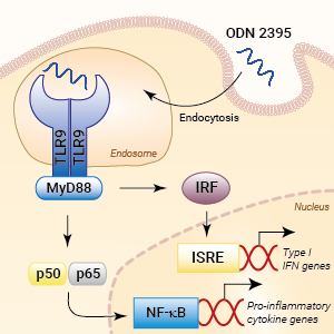 TLR9 activation with ODN 2395