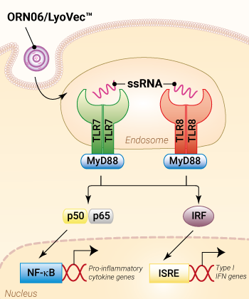 Activation of TLR7/8 by ORN06/LyoVec™