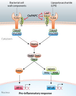TLR2 and TLR4 inhibition by OxPAPC
